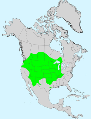 North America species range map for Missouri Goldenrod, Solidage missouriensis: Click image for full size map